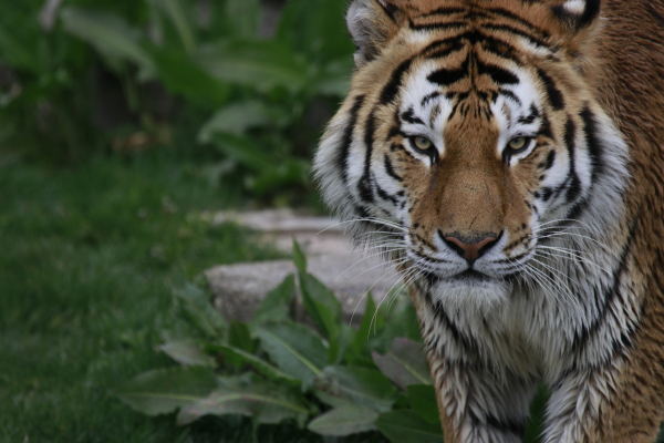 Tigre