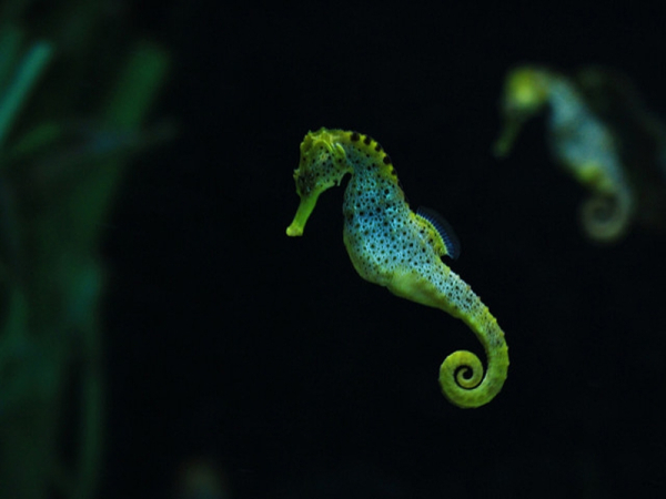 Sea horse