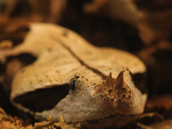 Gabon viper