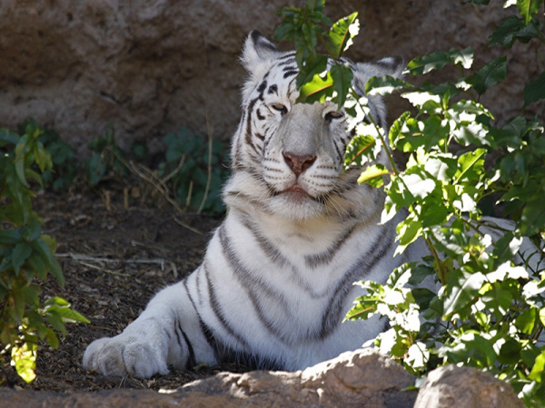 Tigre blanco