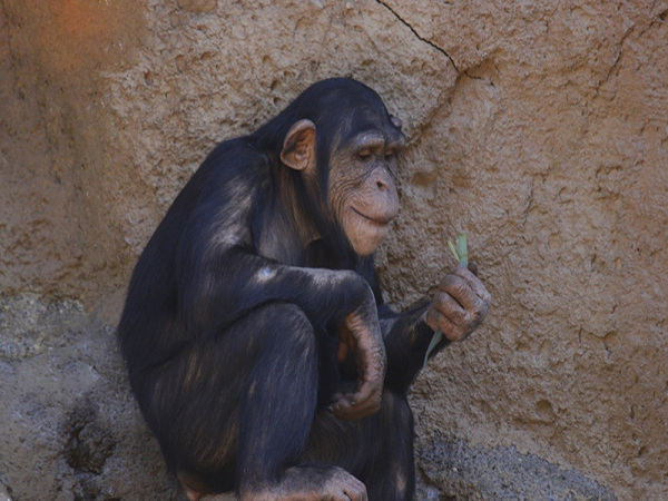 Chimpancé
