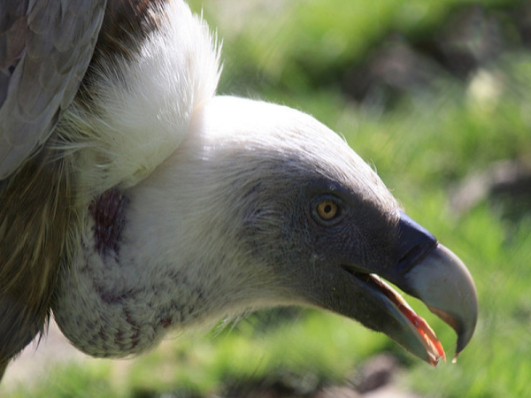 Vulture