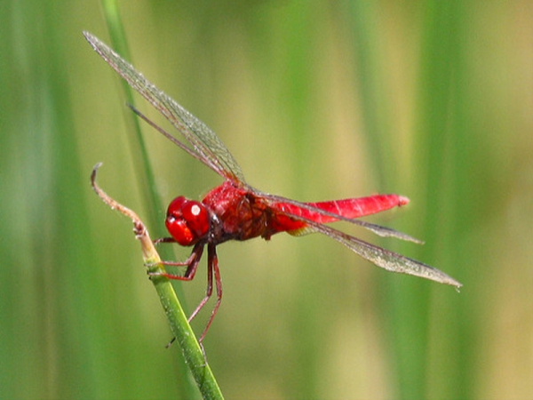 Fly