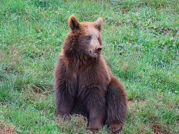 Bear puppy