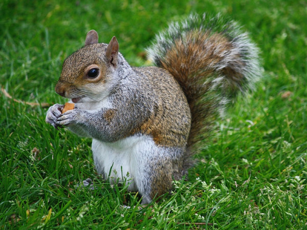 Red squirrel