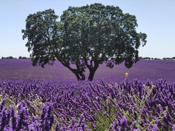 Campos-de-lavanda
