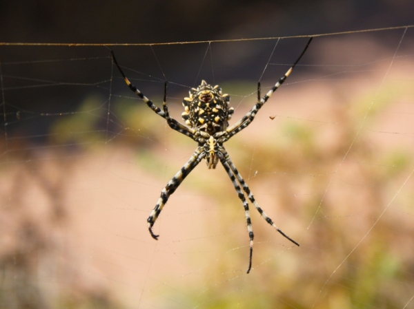Tiger Spider