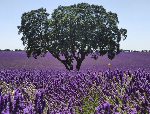 Campos de lavanda